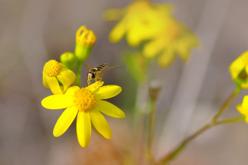 Macro shot of a robber fly 