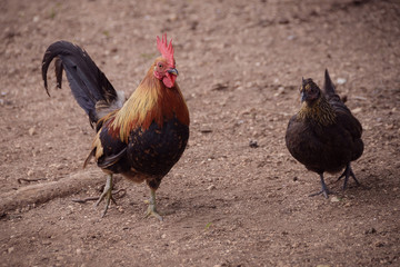 Dwarfs chicken walking at a farm. A small cock and hen in a beautiful pose