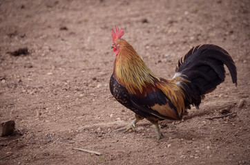 Dwarfs chicken walking at a farm.