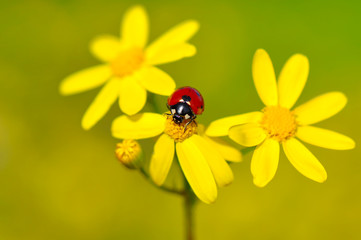 Beautiful ladybug on leaf defocused background
