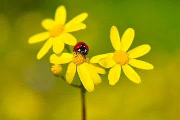 Beautiful ladybug on leaf defocused background