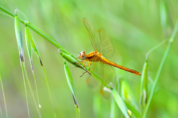 Macro shots, showing of eyes dragonfly and wings detail. Beautiful dragonfly in the nature habitat.