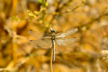 Macro shots, showing of eyes dragonfly and wings detail. Beautiful dragonfly in the nature habitat.
