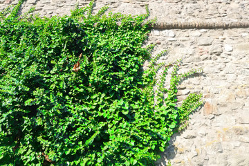 Climbing plant on the wall in the summer