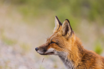 Fox