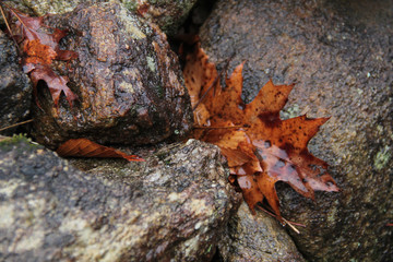 rocks in fall rain