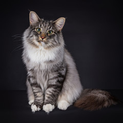Fototapeta premium Black Silver Spotted Tabby Norwegian Forest cat, with an Unspecified amount of white. Sitting with his tail to the side an facing the camera, isolated an a black background.