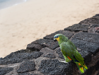 Side portrait of a parrot on sandy beach background