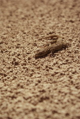 lizard on stone