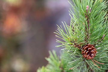 Selective focus on open pine cone on a pine tree of firtree in the wild nature in the forest. Beautiful nature background, copy space. Space for text.