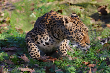 Panthère aux aguets