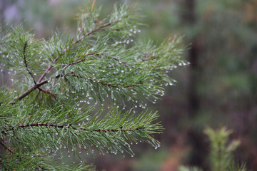 fir in rain
