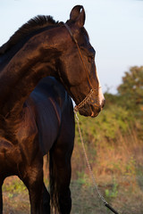 portrait of beautiful black  Marwari stallion at sunset. authentic indian breed. Gujarat, India