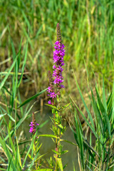 Closeup of flowering purple loosestrife (Lythrum salicaria)