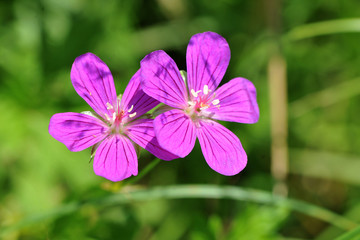 Flowers of Wood cranesbill or Geranium sylvaticum.
