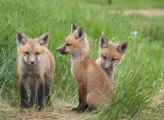 Red Fox Kits