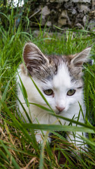 kitten in the grass