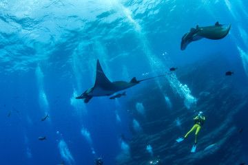 Obraz premium Manta Ray at Islas Revillagigedos, Mexico