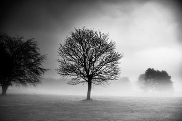 single lone tree in heavy fog, dunfermline, fife.