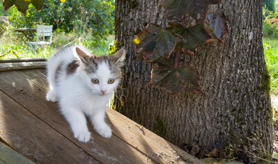 cat on fence