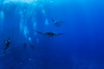 Manta Ray at Islas Revillagigedos, Mexico