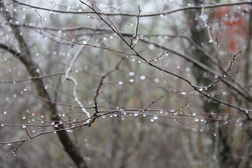 Fototapeta na wymiar tree rain drops