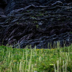 Bear Grass Blooms Below Black Rocks