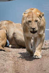 Lioness in the Serengeti National Park, Tanzania