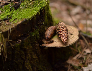 old stump with mushroom and cones