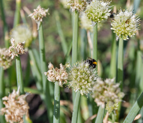 onions growing in a field on farm.