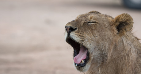 Lioness yawning in the Serengeti National Park, Tanzania