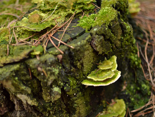 old stump with mushroom