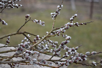 willow branch blossomed in spring