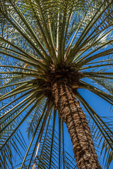 Dattelpalmen im Oman