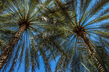 Dattelpalmen im Oman