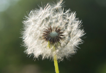 dandelion close-up with blurry background, macro