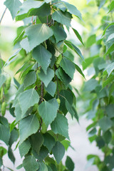 birch leaves and buds close-up
