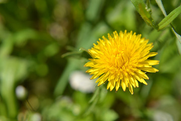 yellow dandelion bloomed in spring