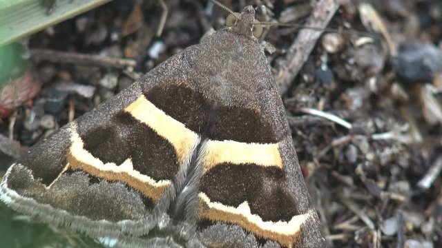 Furry butterfly merges with environment sitting on ground. View macro insect in wildlife