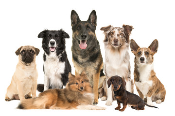 Large group of various breeds of dogs together on a white background - obrazy, fototapety, plakaty