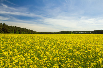 Rapsfeld