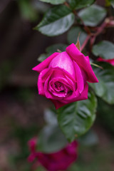 Beautiful hot pink rose flowering in a garden amomg green foliage