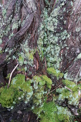 moss on tree