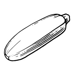 Vegetable marrow. Vector. Outline drawing of a vegetable on a white background. Sketch. Drawing marker on paper. Isolated object.