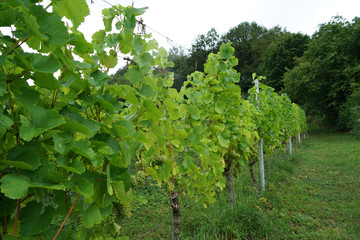 Fototapeta na wymiar Grapes from the wine-growing region on the Danube photographed in detail