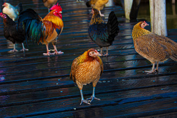 Close up of hen standing on a bridge with other hens and cock