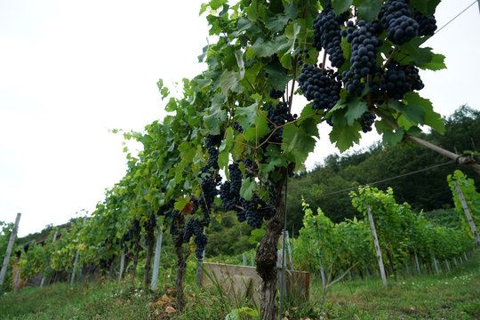 Grapes from the wine-growing region on the Danube photographed in detail