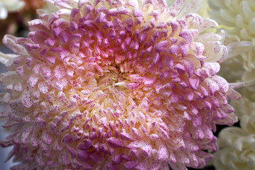  white and pink chrysanthemum closeup