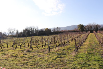 Fototapeta na wymiar Vignes en hiver à Alba La Romaine - Département Ardèche - Région Rhône Alpes - France