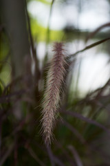 Obraz premium grass in the wind